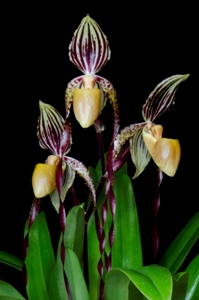 Paphiopedilum Memoria Gordon Peters Seagraves AM/AOS 80 pts.